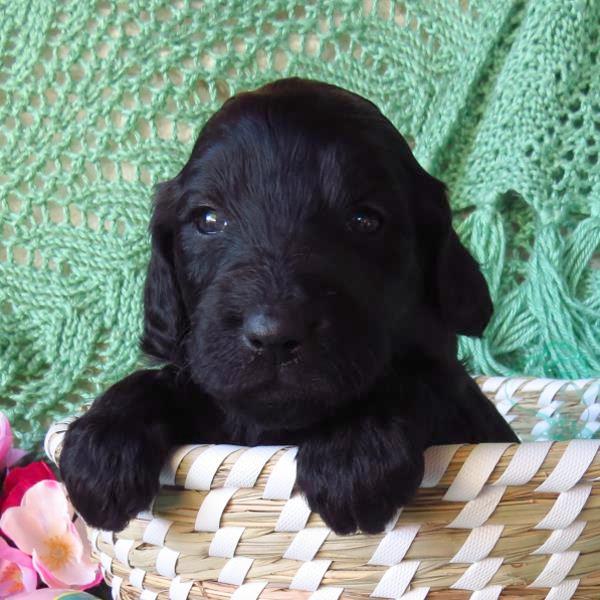 Kona
